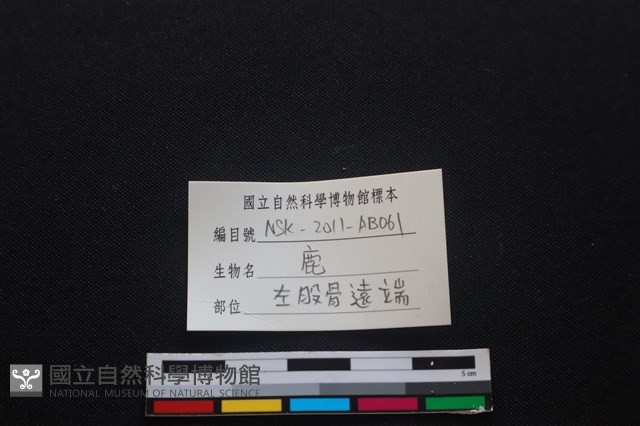 梅花鹿骨藏品圖，第3張
