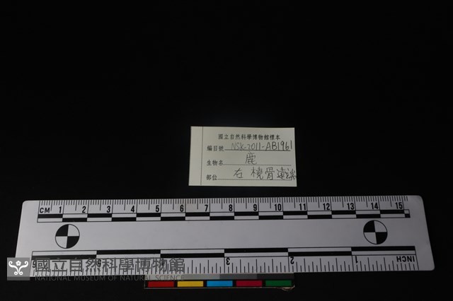 梅花鹿骨藏品圖，第3張