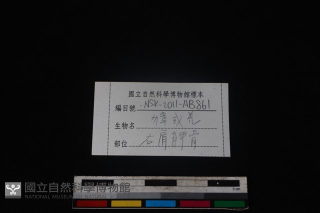 鹿科骨藏品圖，第3張
