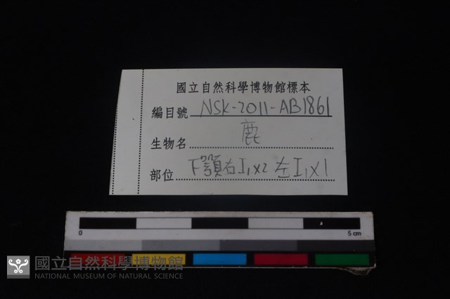 梅花鹿骨藏品圖，第3張