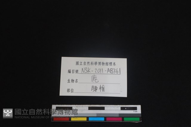 梅花鹿骨藏品圖，第3張