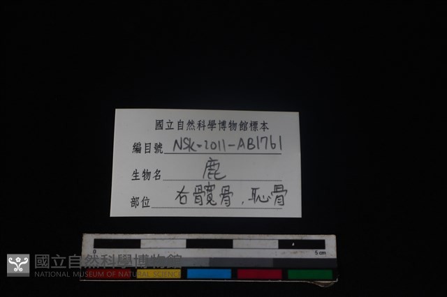 梅花鹿骨藏品圖，第3張