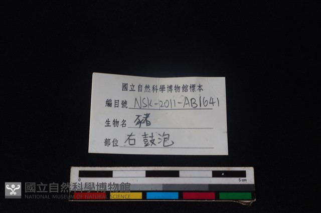 豬骨藏品圖，第3張