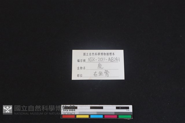 梅花鹿骨藏品圖，第3張