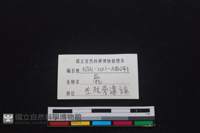 梅花鹿骨藏品圖，第3張
