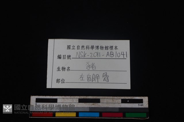 豬骨藏品圖，第3張