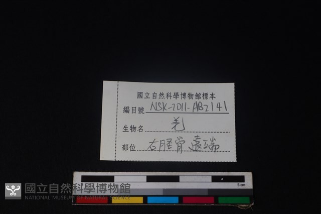 山羌骨藏品圖，第3張