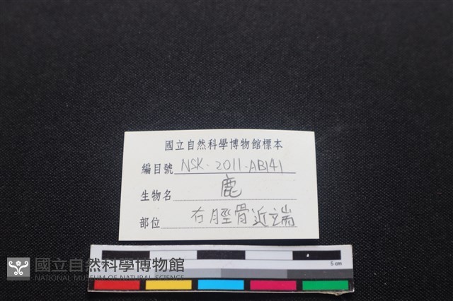 梅花鹿骨藏品圖，第3張