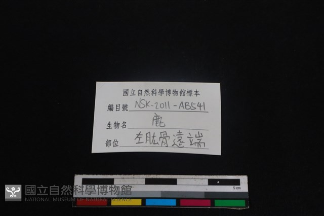 梅花鹿骨藏品圖，第3張
