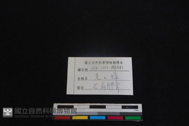 鹿科骨藏品圖，第3張