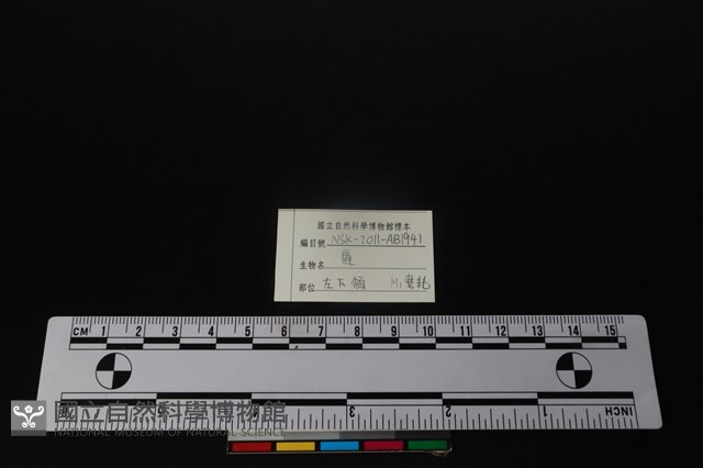 梅花鹿骨藏品圖，第3張