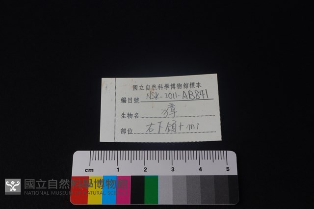 獐骨藏品圖，第3張