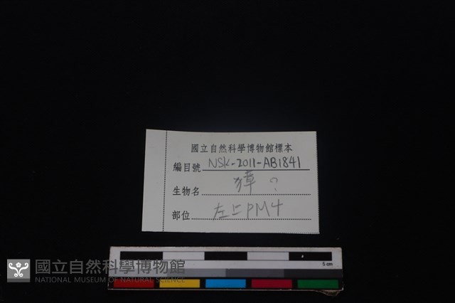 獐骨藏品圖，第3張