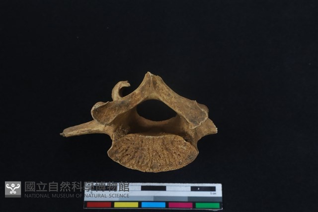梅花鹿骨藏品圖，第3張