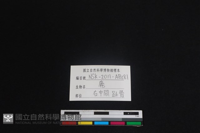 梅花鹿骨藏品圖，第3張