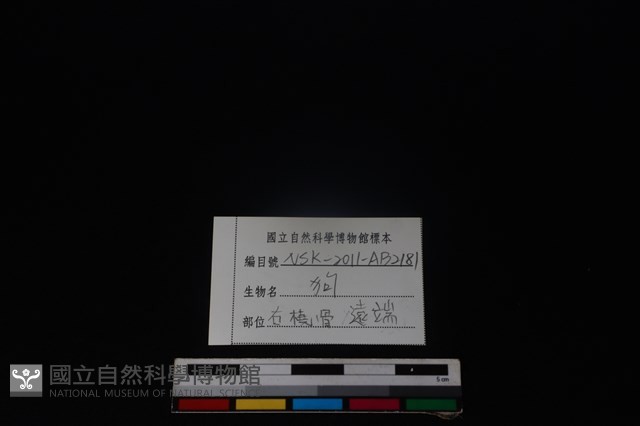 狗骨藏品圖，第3張