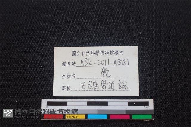 梅花鹿骨藏品圖，第3張