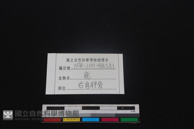 梅花鹿骨藏品圖，第3張