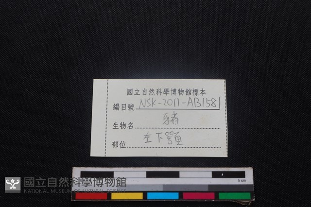 豬骨藏品圖，第3張