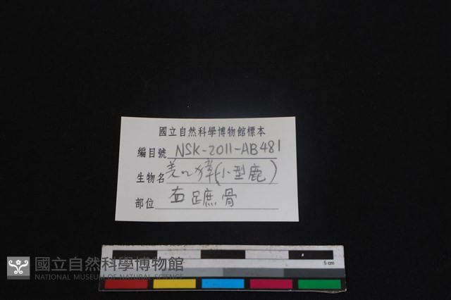 鹿科骨藏品圖，第3張