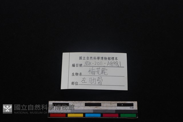 梅花鹿骨藏品圖，第3張