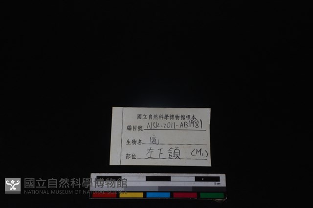 梅花鹿骨藏品圖，第3張