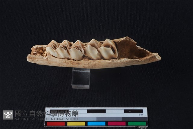 梅花鹿骨藏品圖，第3張