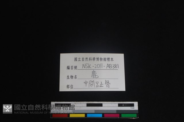 梅花鹿骨藏品圖，第3張