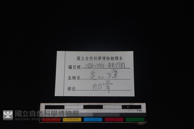 鹿科骨藏品圖，第3張
