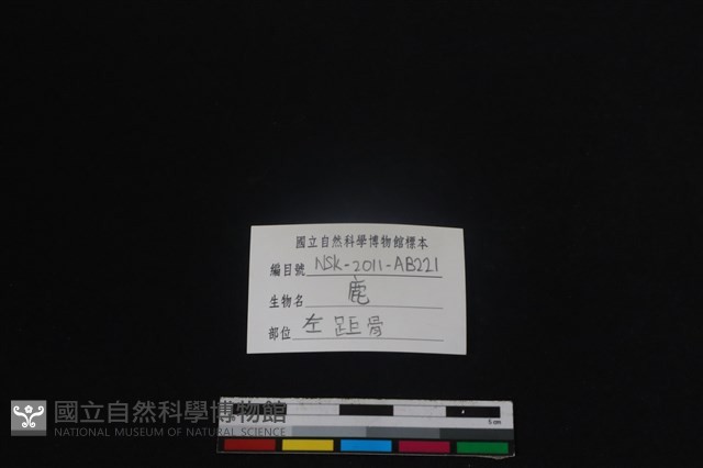 梅花鹿骨藏品圖，第3張