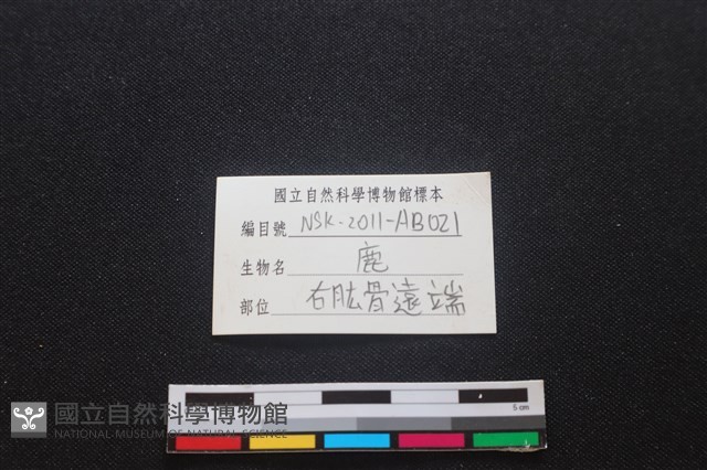 梅花鹿骨藏品圖，第3張