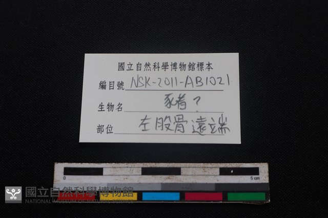 豬骨藏品圖，第3張