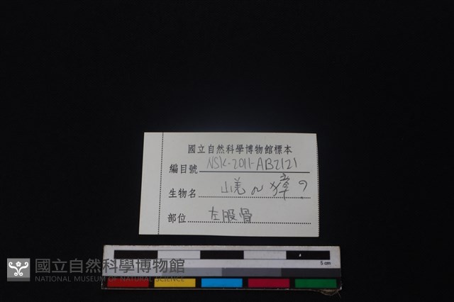 羌或獐骨藏品圖，第3張