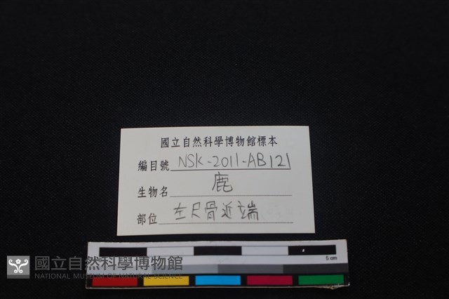梅花鹿骨藏品圖，第3張
