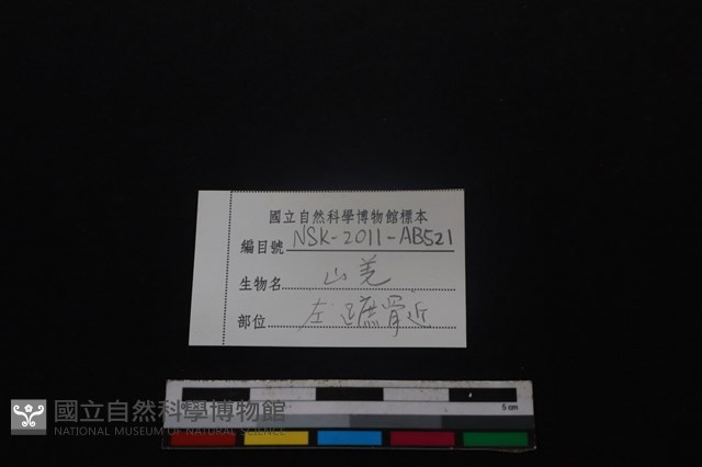 山羌骨藏品圖，第3張