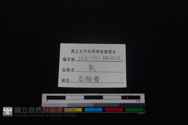 梅花鹿骨藏品圖，第3張