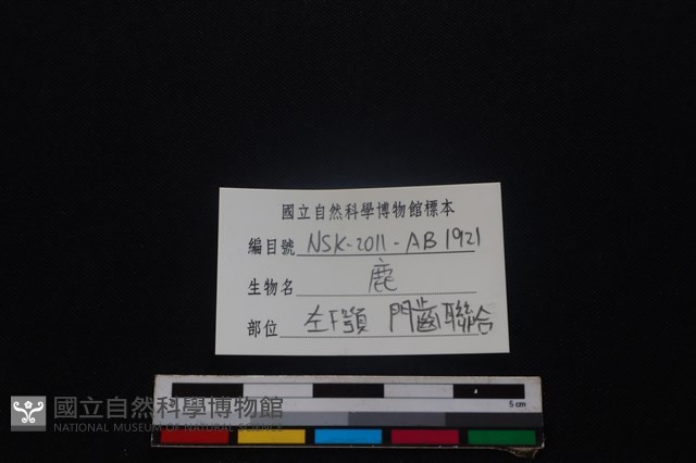 梅花鹿骨藏品圖，第3張