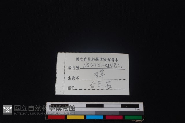 獐骨藏品圖，第3張