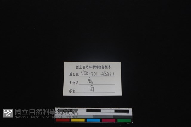 梅花鹿骨藏品圖，第3張