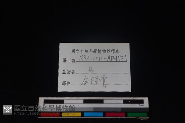 鳥綱骨藏品圖，第3張