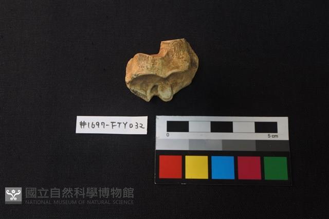 獸骨藏品圖，第3張