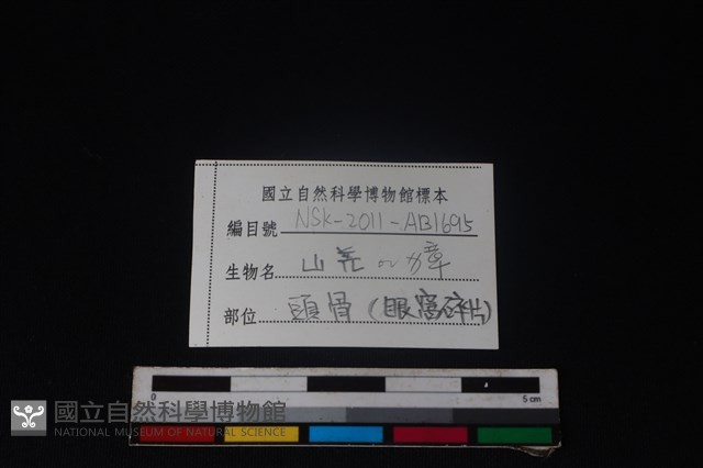鹿科骨藏品圖，第3張