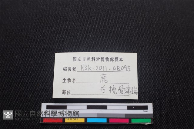 梅花鹿骨藏品圖，第3張