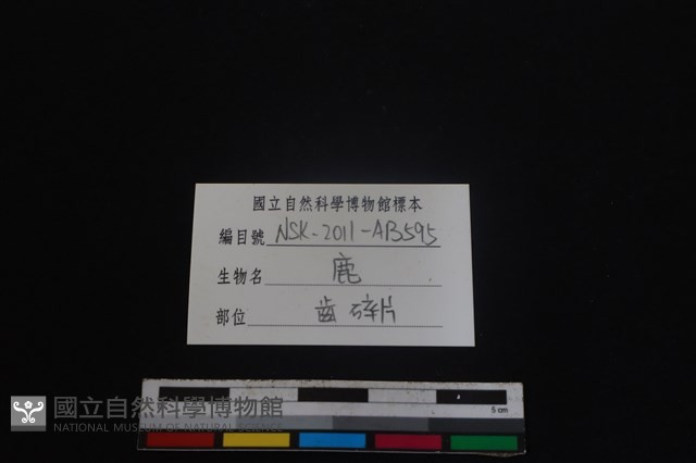梅花鹿骨藏品圖，第3張