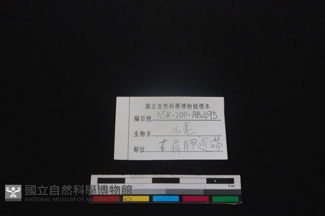山羌骨藏品圖，第3張