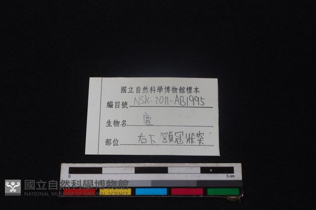 梅花鹿骨藏品圖，第3張