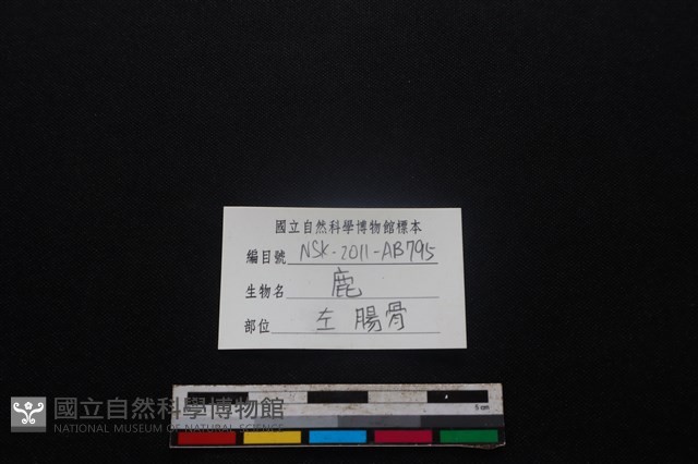 梅花鹿骨藏品圖，第3張