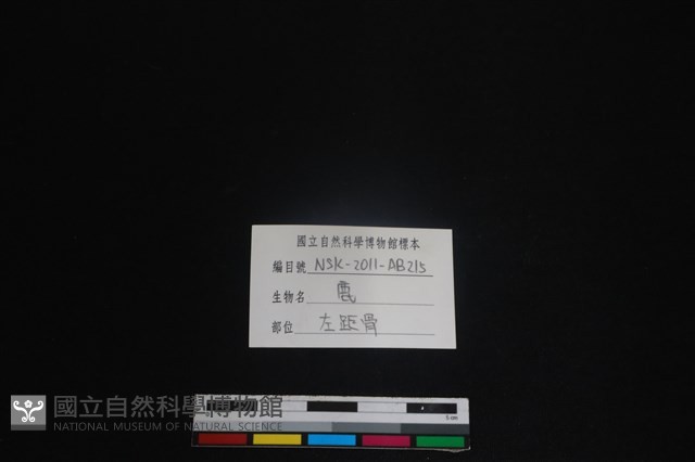 梅花鹿骨藏品圖，第3張