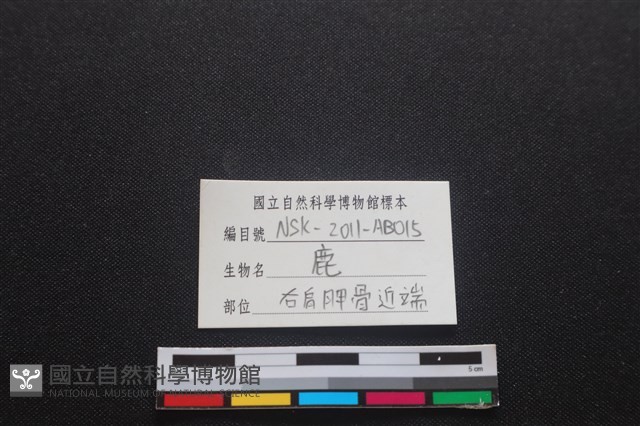 梅花鹿骨藏品圖，第3張