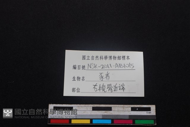 豬骨藏品圖，第3張
